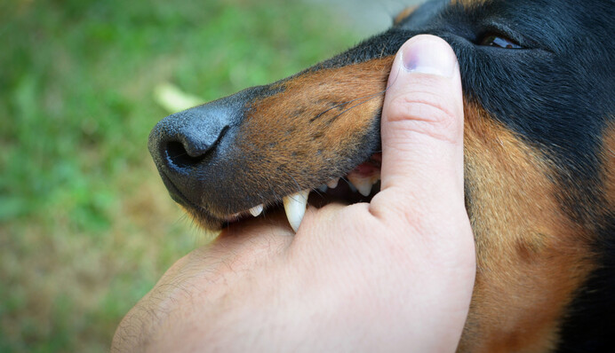 Что делать, если укусило животное: врач рассказала о риске бешенства