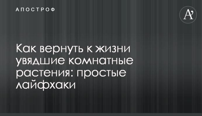 Як повернути до життя зів'ялі кімнатні рослини: прості лайфхаки