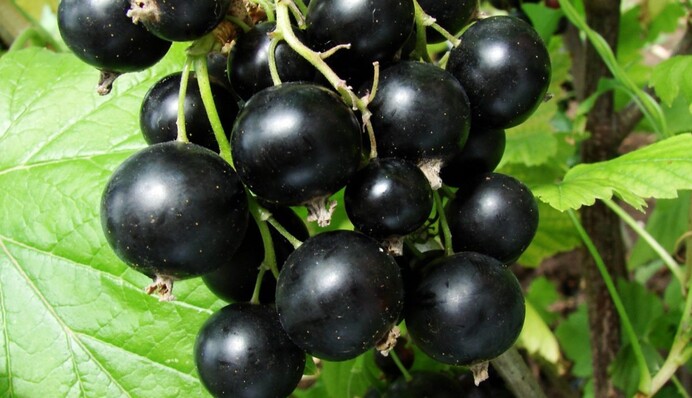 Вырастет размером с вишню: лайфхак по подкормке смородины