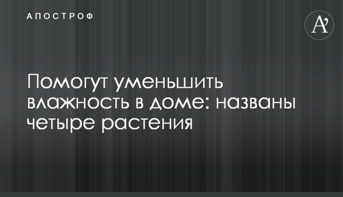 Допоможуть зменшити вологість у будинку: названо чотири рослини