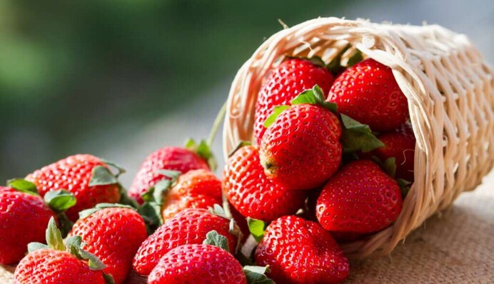 На одном гектаре не вырастут: с чем нельзя садить клубнику