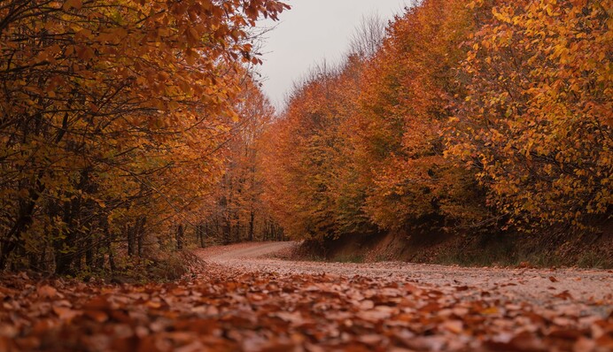 В Украину идут дожди и туманы: прогноз синоптика на следующую неделю