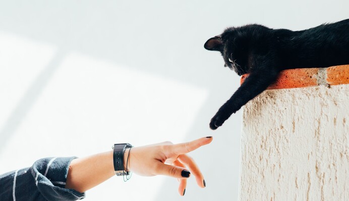 Собаки - не на первом месте: астролог назвала трех главных кошатников по знаку Зодиака