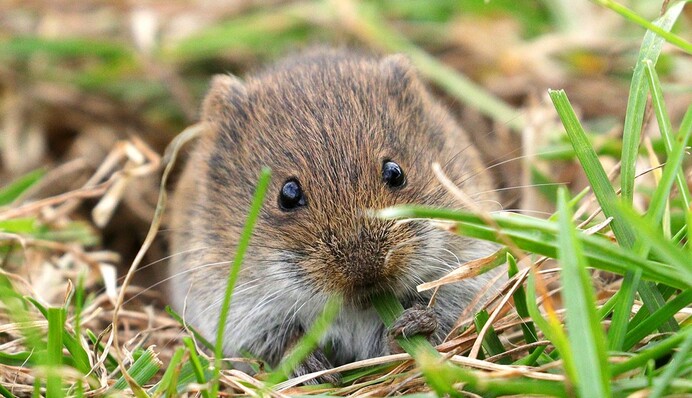 Сбегут с поджатым хвостом: растения, которые отпугнут грызунов от огорода