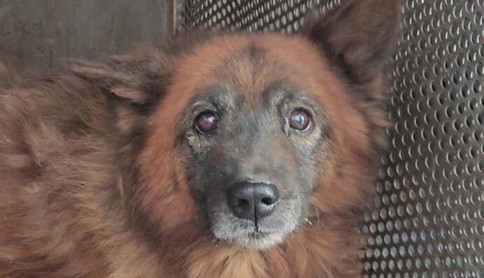 У Дніпрі не стало пса, який втратив родину через Росію