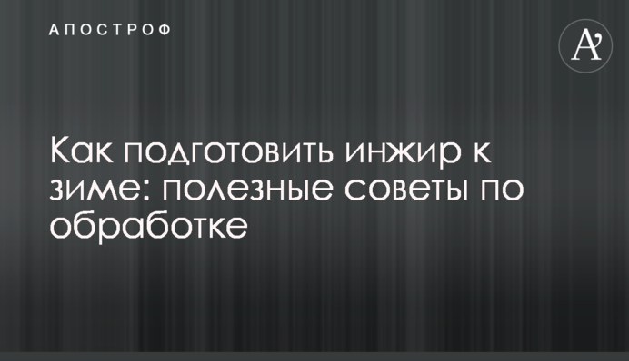 Як підготувати інжир до зими: корисні поради з обробки