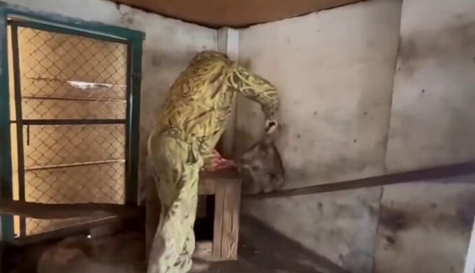 Вывезли в Крым: видео и новые подробности похищения оккупантами енота из зоопарка