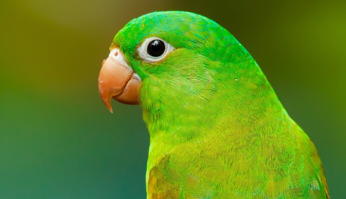 Как правильно назвать попугая и не пожалеть: озвучен лайфхак