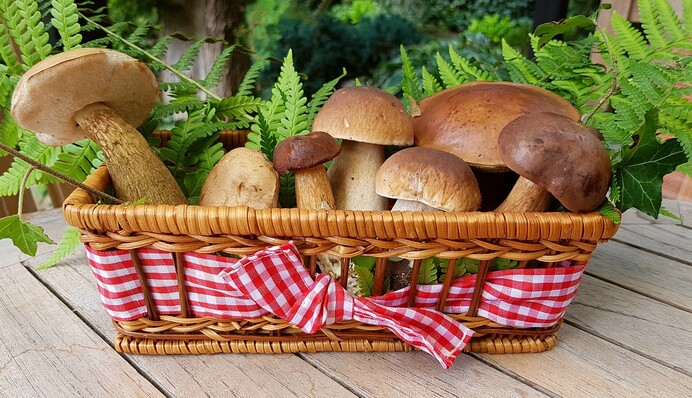 Как выращивать грибы в домашних условиях: полезные советы