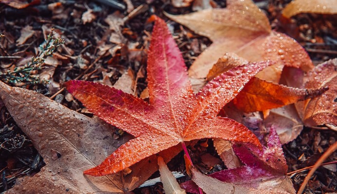В Украине ударят морозы до -10 градусов: прогноз на последние дни ноября