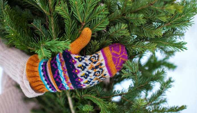 Де і за скільки українці зможуть купити новорічну ялинку: всі подробиці