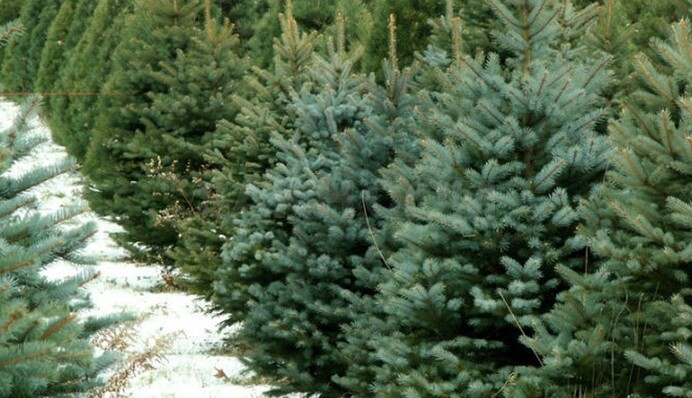 У Києві відкриють ялинкові ярмарки: де і коли можна буде купити