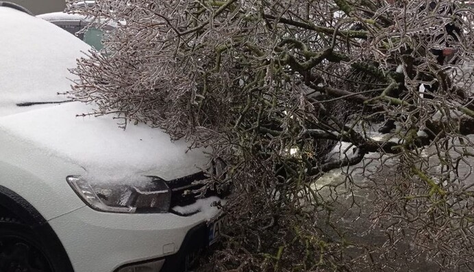 Негода у Львові: понад 100 дерев пошкодили авто та електромережі, фото