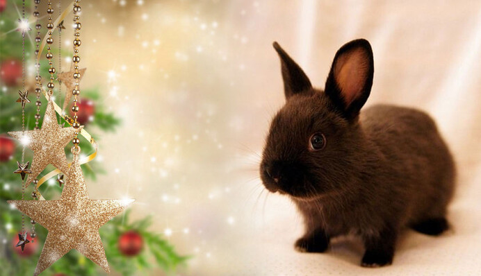 У вас впереди восхитительный год: четыре знака Зодиака, которые обретут счастье с помощью Черного кролика