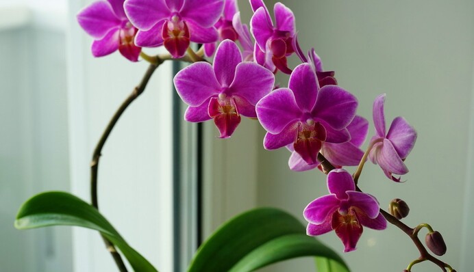 Нестача світла - не проблема: як правильно доглядати кімнатні квіти взимку