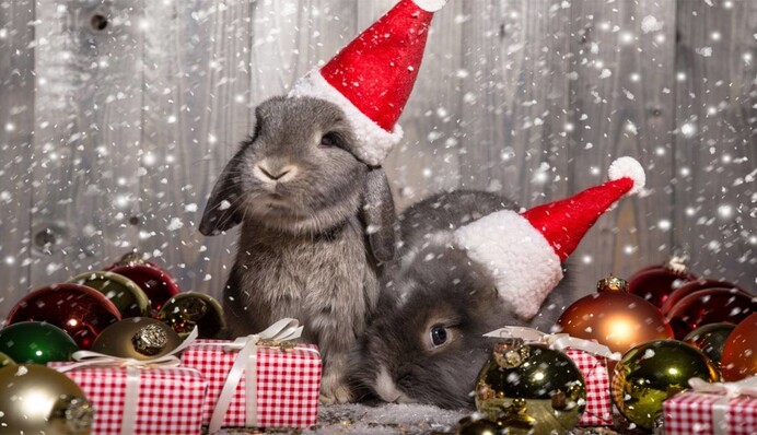 Сюрпризы под елку: лучшие идеи подарков в год Черного Водяного Кролика