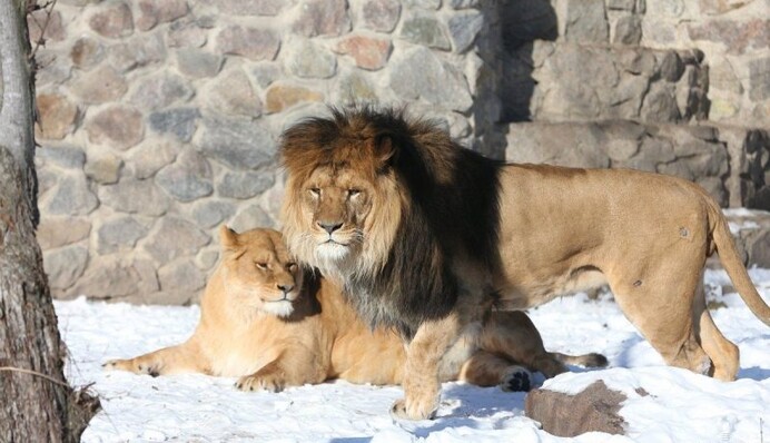 Как выживают питомцы в зоопарке Киева зимой: видео