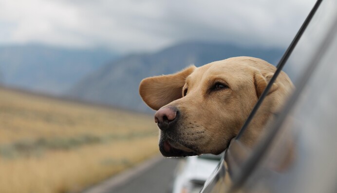 На чем лучше перевозить собак: озвучен неожиданный ответ