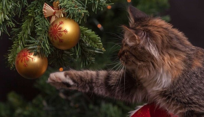 Будут ли в Украине дополнительные выходные на новогодние праздники