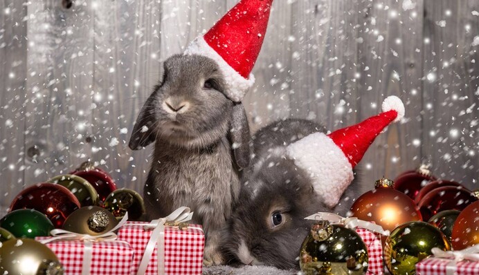 Красиві вітальні листівки з роком Кролика