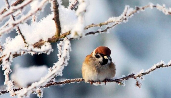 В Украину идет резкое похолодание с сильными морозами и снегопадами: названа дата