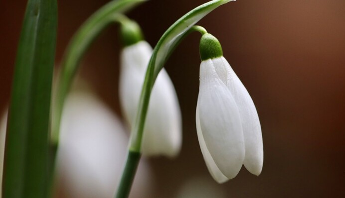 У Києві та інших містах через аномальну погоду зацвіли проліски: фото