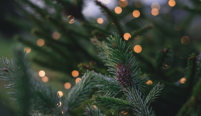 Як винести з дому ялинку, не засипавши підлогу голками: кілька простих способів