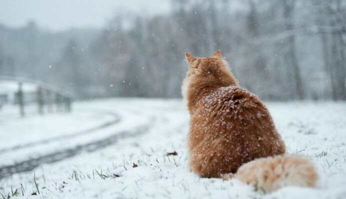 От сильных морозов до +14: синоптик рассказал о погодных качелях в Украине в феврале