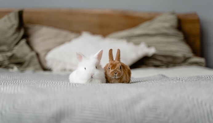 Китайский гороскоп 2023: три пары с этими знаками будут самыми идеальными в год Кролика