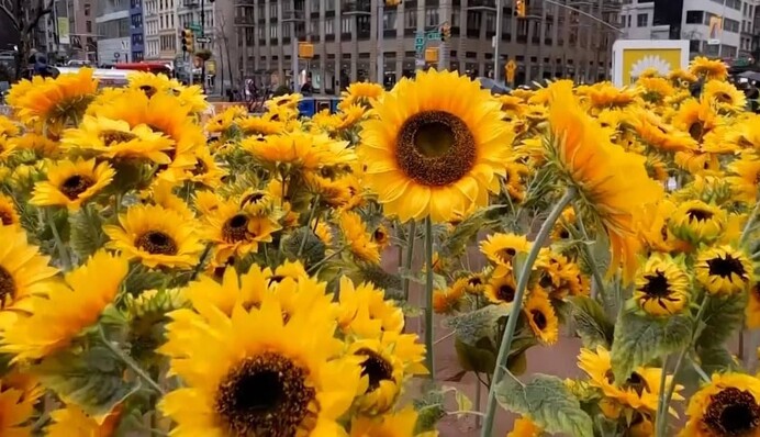 У Нью-Йорку висадили 335 соняшників на підтримку України: фото