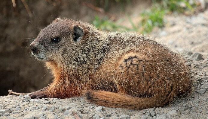 С Днем сурка! Красивые открытки, стихи и смс-поздравления