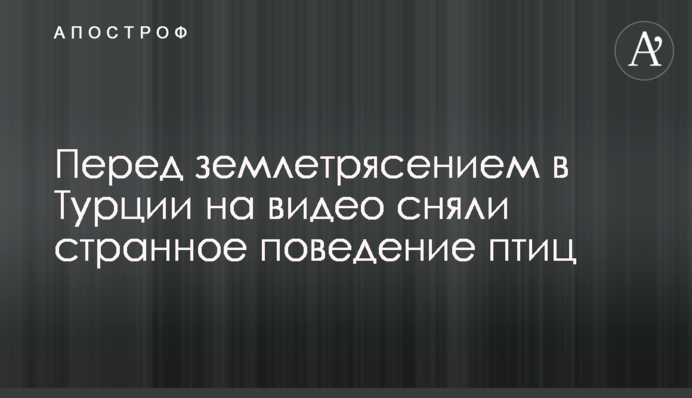 Перед землетрясением в Турции на видео сняли странное поведение птиц