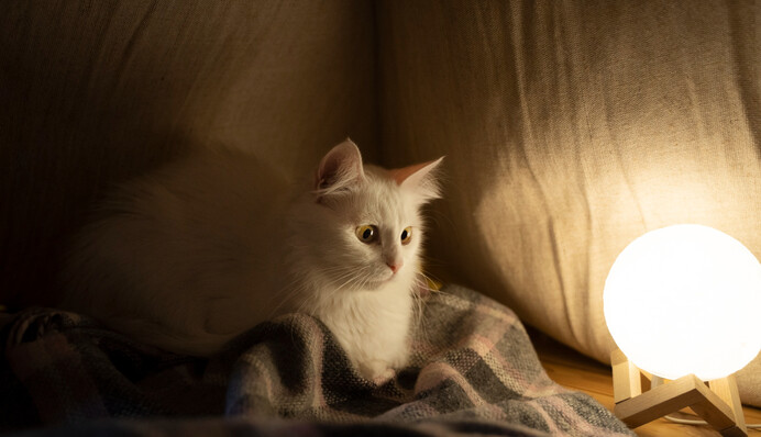 Графіки відключення світла 12 лютого: енергетики порадували новиною