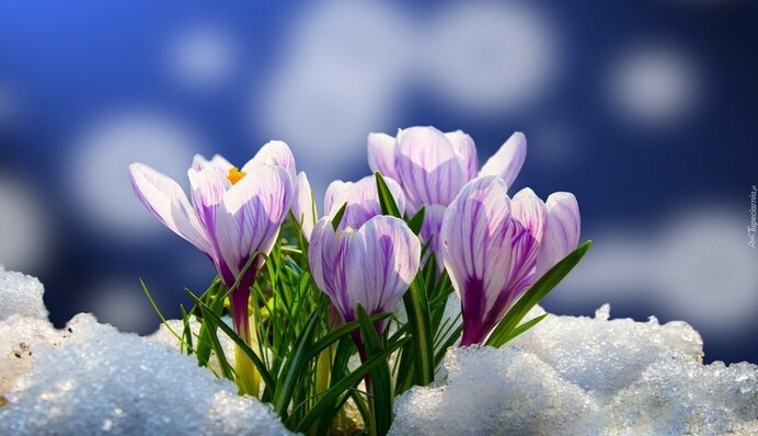 Весна уже на пороге: синоптик рассказал, когда в Украине потеплеет