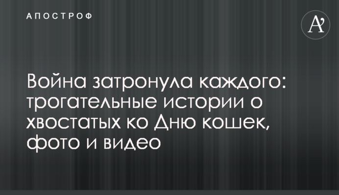 Війна торкнулася кожного: зворушливі історії про хвостатих до Дня котів, фото й відео