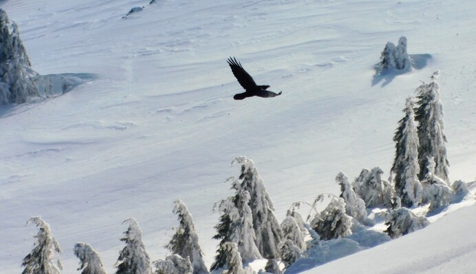 Справжня зимова казка: вражаючі фото Карпат після п'ятиденного снігового шторму