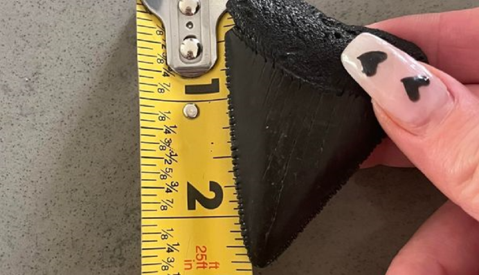 Розміром з долоню та гострий, як бритва: у США знайшли зуб гігантської акули, фото