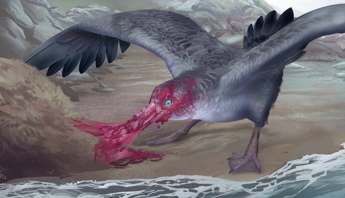 В Новой Зеландии нашли останки гигантской птицы, которая питалась тюленями: как она выглядела