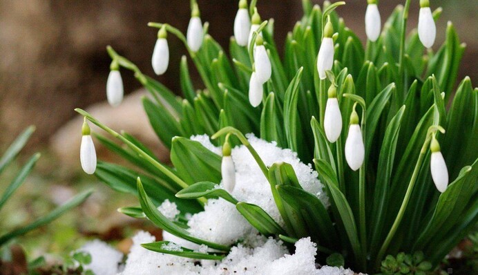 З першим днем ​​весни! Зворушливі смс та музичні листівки