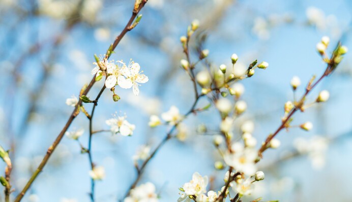 Березень у Києві буде прохолодним: прогноз синоптиків до кінця весни