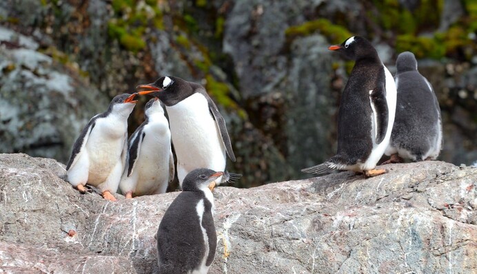Пінгвінята у яслах: українські полярники поділилися милими фото