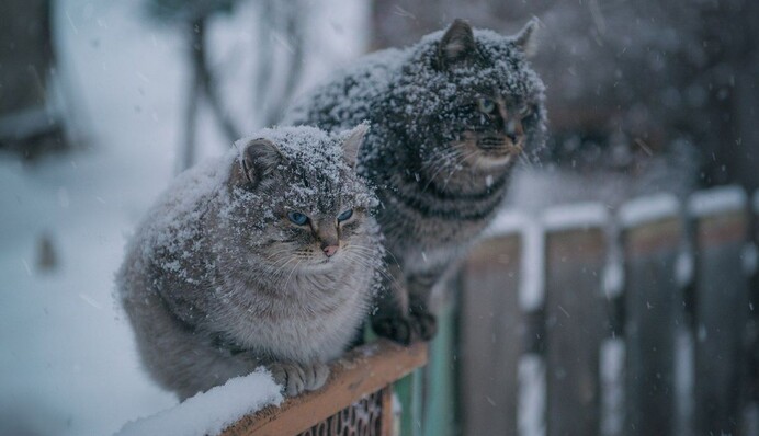 Ночные морозы и 