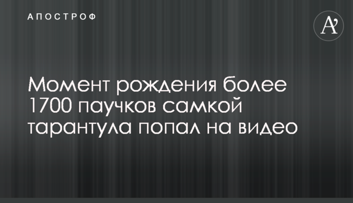 Момент рождения более 1700 паучков самкой тарантула попал на видео