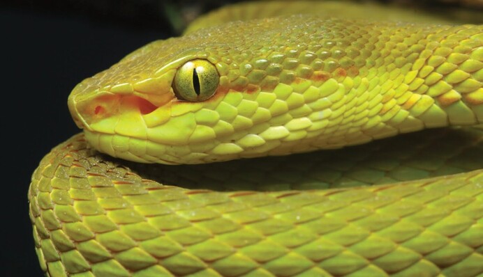 Может заползти в туалет любой из квартир: в одном из домов Киева 