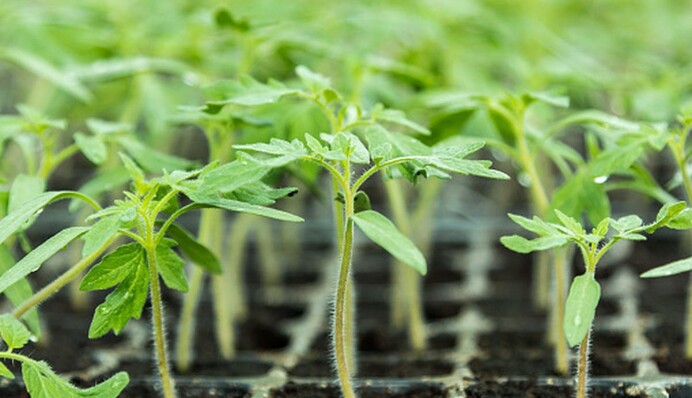 Уже можно готовиться к сезону: что посадить в марте на подоконнике и в теплице