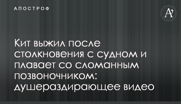 Кит выжил после столкновения с судном и плавает со сломанным позвоночником: душераздирающее видео