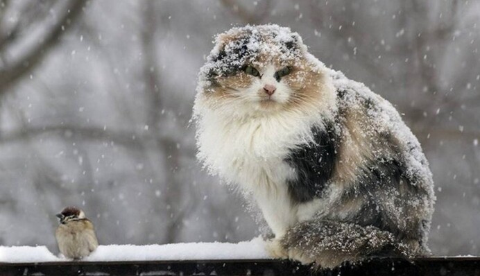 Зима посреди весны: где в  Украине 30 марта пройдет снег