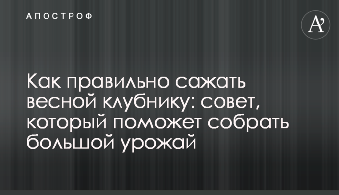 Как правильно сажать весной клубнику: совет, который поможет собрать большой урожай