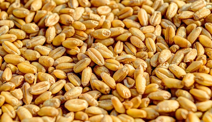 Польща планує обмежити імпорт зерна з України: в чому причина