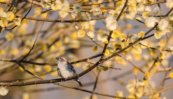 Наступает настоящая весна: синоптик порадовала свежим прогнозом